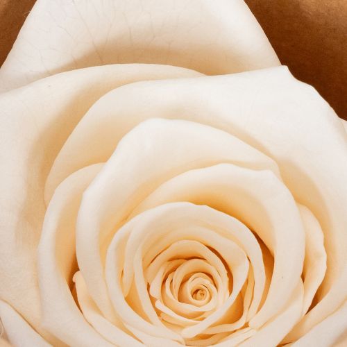 Artikel Konservierte Rosenköpfe Creme 5cm 6 Stück für langlebige Dekorationen und florale Kreationen