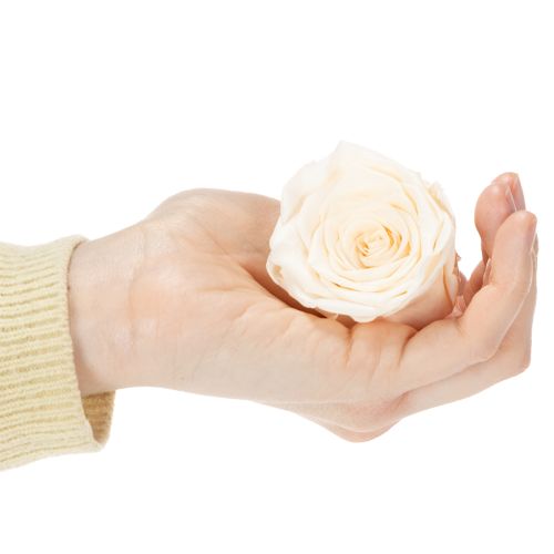 Artikel Konservierte Rosenköpfe Creme 5cm 6 Stück für langlebige Dekorationen und florale Kreationen