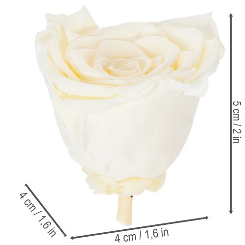 Artikel Konservierte Rosenköpfe Weiß 5cm 6er-Set Elegante Dekoration für Hochzeit und Events