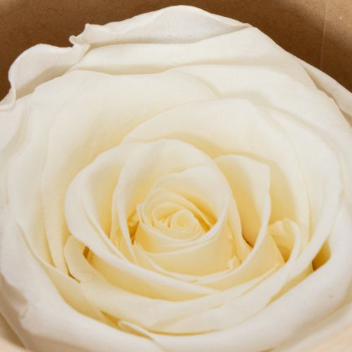 Artikel Konservierte Rosenköpfe Weiß 5cm 6er-Set Elegante Dekoration für Hochzeit und Events