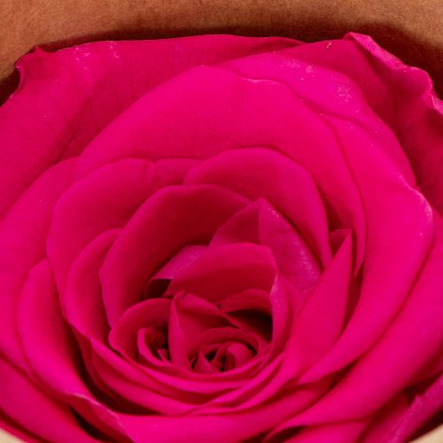 Artikel Konservierte Rosenköpfe Rosa 6er-Set – Langhaltige Blumendeko für stilvolle Arrangements