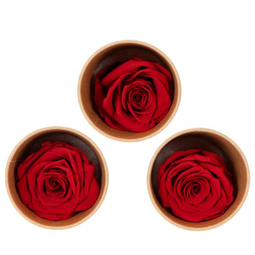 Set aus 6 roten konservierten Rosen 5 cm langlebige Dekoration für Hochzeit und Wohnraum