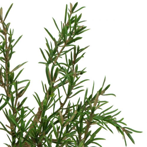 Floristik21 Rosmarinzweig 36cm 3St