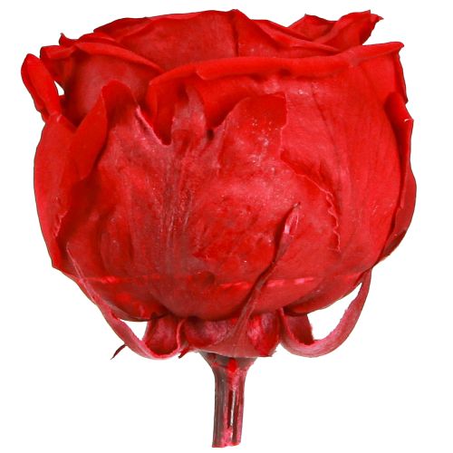 Artikel Rote Infinity Rosenköpfe 6 St. - Echte Blumen für dauerhafte Schönheit