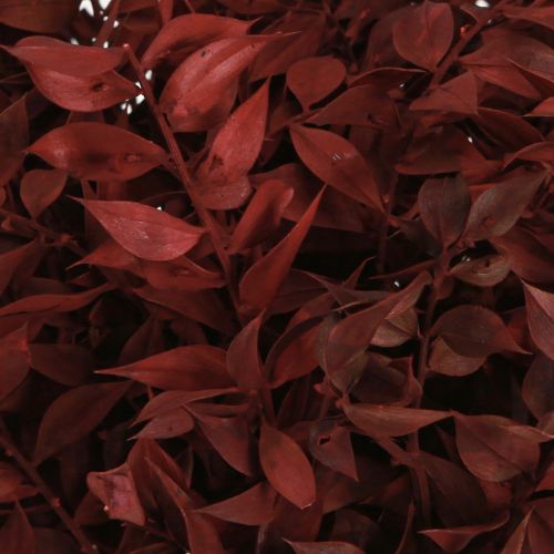 Artikel Deko Ruscus Zweige getrocknet Rot 20cm am Draht