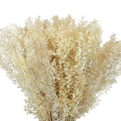 Floristik21 Ruscus getrocknet Dekozweige Ruscus gebleicht 1kg