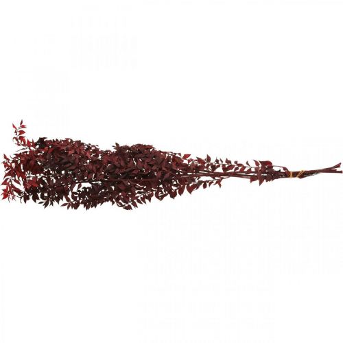 Floristik21 Getrockneter Ruscus, Trockenfloristik, Dornmyrte Rot L58cm 30g