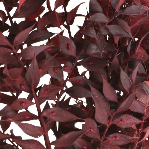 Floristik21 Getrockneter Ruscus, Trockenfloristik, Dornmyrte Rot L58cm 30g