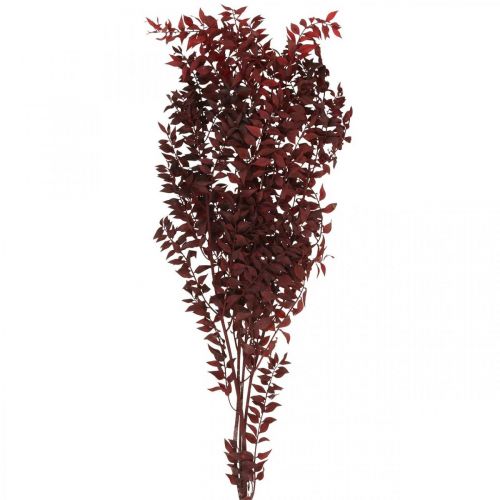 Getrockneter Ruscus, Trockenfloristik, Dornmyrte Rot L58cm 30g