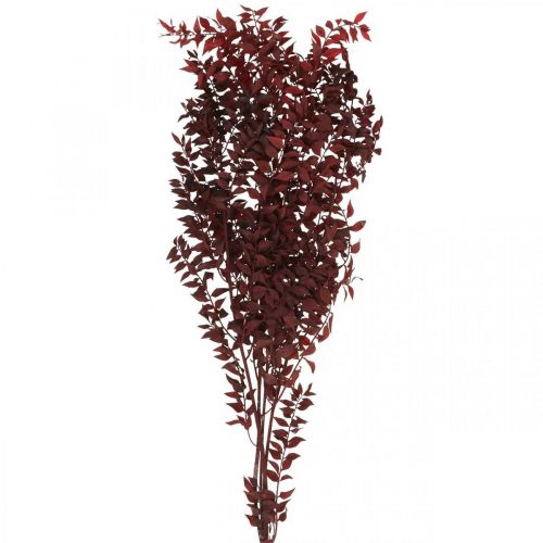 Floristik21 Getrockneter Ruscus, Trockenfloristik, Dornmyrte Rot L58cm 30g