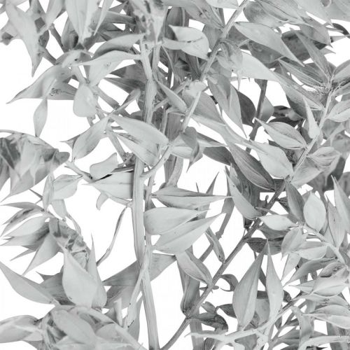 Floristik21 Ruscus-Zweige, Mäusedorn, Trockenpflanze Weiß gewaschen L58cm 80g