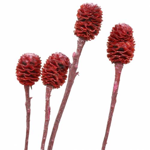 Floristik21 Dekozweige Sabulosum Rot gefrostet 4-6 25St