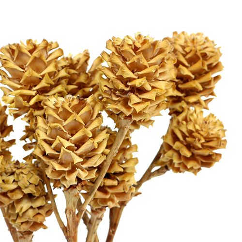 Artikel Salignum Zweig Hell Leucadendron Blüten am Zweig 25 St