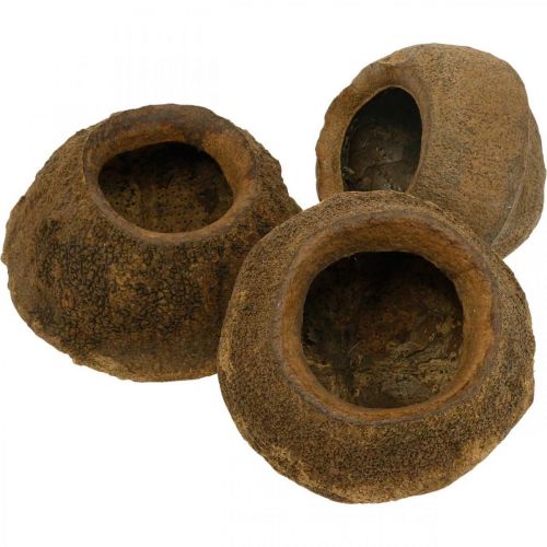 Paradiesnuss Pflanztopf Natur Sapucaia Ø14cm H10cm 3 St einkaufen | Floristik21.de