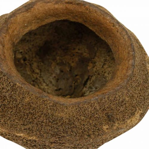 Paradiesnuss Pflanztopf Natur Sapucaia Ø14cm H10cm 3 St | Floristik21.de