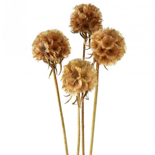 Artikel Scabiosa getrocknet Natur Skabiose Trockenblumen H50cm 100g