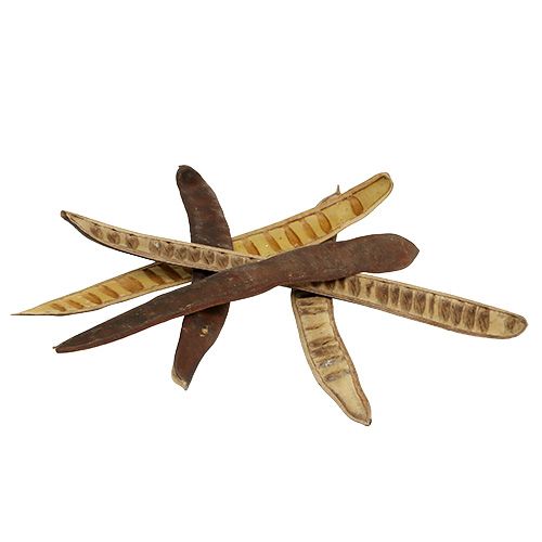Scalettaschote Natur 25cm - 50cm 25St