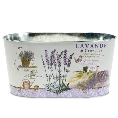 Floristik21 Pflanzschale Lavendel oval 22,5cm x 13,5cm H11cm