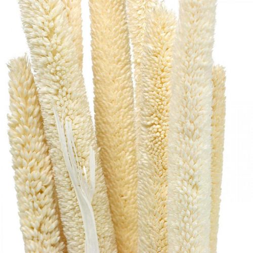 Floristik21 Schilfkolben Deko Schilfgras getrocknet Gebleicht H60cm Bund