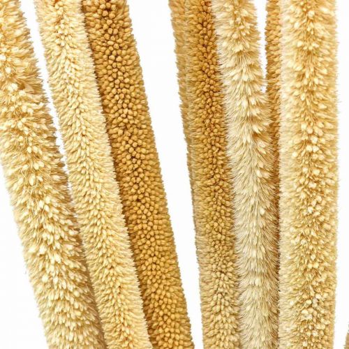Schilfkolben Deko Schilfgras getrocknet Natur H60cm Bund