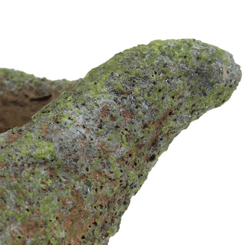 Floristik21 Muschel zum Bepflanzen mit Moos 25 cm