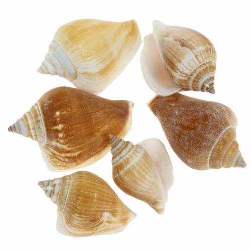 Schneckenhäuser Strombus canarium Natur 1050g Schneckenhäuser Strombus canarium Natur 1050g