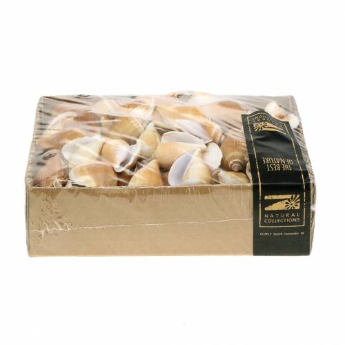 Floristik21 Schneckenhäuser Strombus canarium Natur 1050g