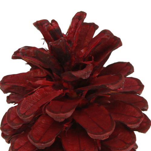 Artikel Schwarzkiefernzapfen Deko Bordeaux Rot 6-8cm Naturlook 6er-Set