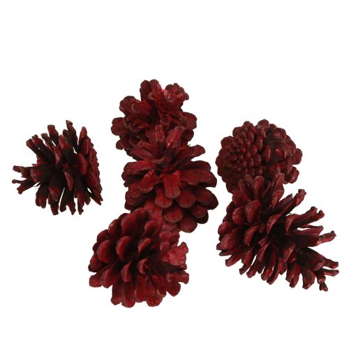 Artikel Schwarzkiefernzapfen Deko Bordeaux Rot 6-8cm Naturlook 6er-Set