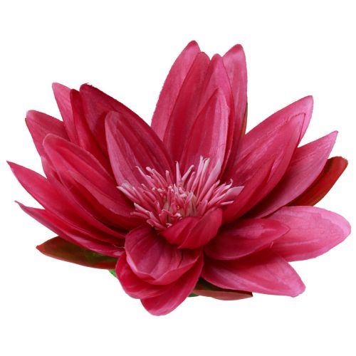 Floristik21 Schwimmende Seerose künstlich Tischdeko Fuchsia Ø15cm 2St - Exotische Dekoration