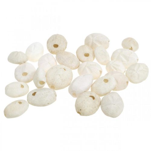 Floristik21 Seeigel Weiß, Maritime Naturdeko 4cm-6cm 25St