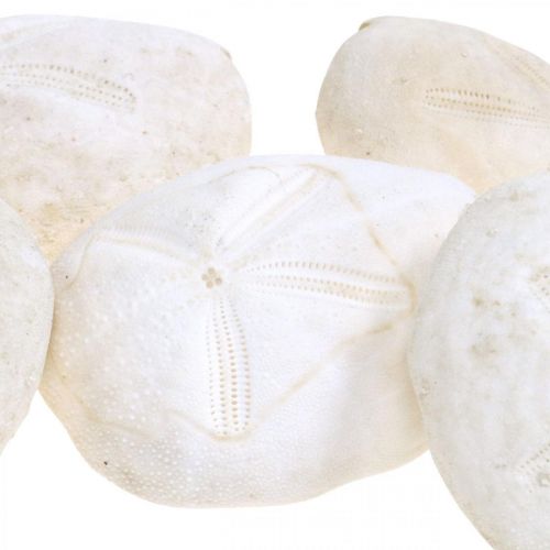 Floristik21 Seeigel Weiß, Maritime Naturdeko 4cm-6cm 25St