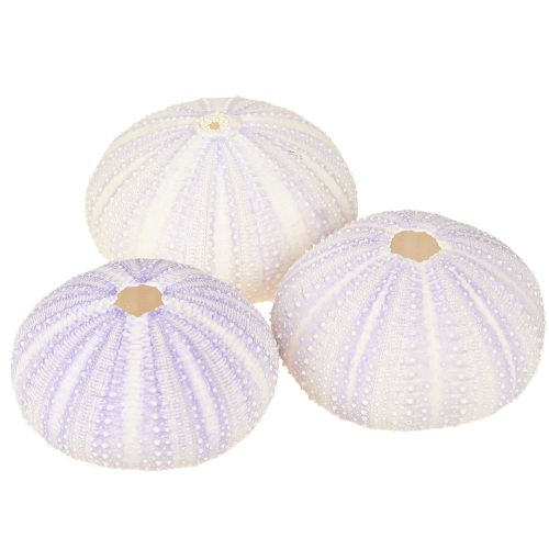 Artikel Seeigel Schale Dekoration Weiß-Violett Ø4-6cm 12 Stück für Floristik & Maritimes Design