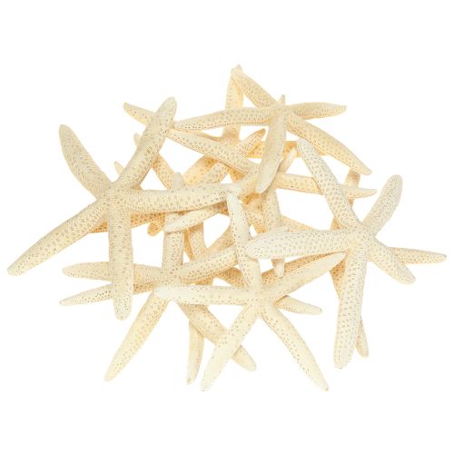 Artikel Seestern Deko Natur getrocknet echt 15-17cm 10St maritime Dekoration