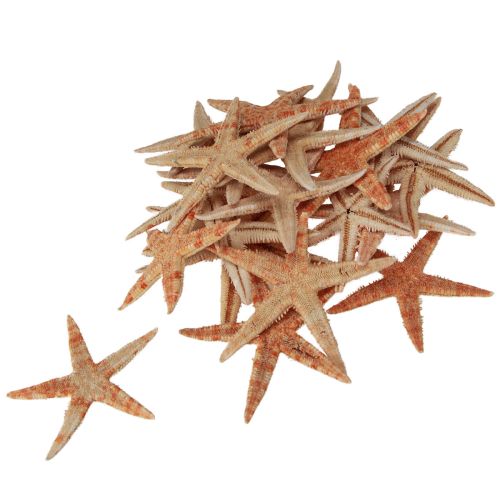 Floristik21 Seestern Natur Maritim Deko Ø6,5–8cm 100 St - Sommerdeko, DIY, Home & Living