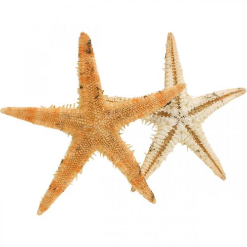 Seesterne Streudeko Home Deko, Natur, Starfish Mini 2-4cm 50St
