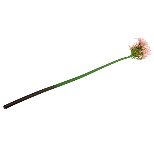 Floristik21 Seidenblume Agapanthus Rosa 80cm