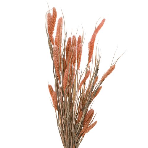 Floristik21 Setaria Borstenhirse Trockendeko Lachs 69cm - Elegante Herbsttischdeko