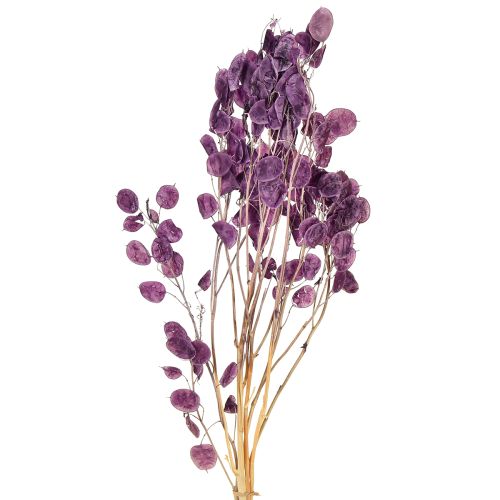 Silberblatt getrocknet Lunaria Mondviole Lila Dekoration 65-70cm 20g