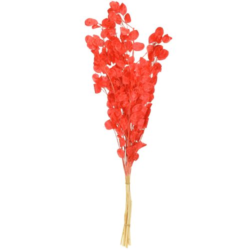 Artikel Silberblatt getrocknet Mondviole Lunaria Rot Trockenblumen Dekoration 65-70cm 20g