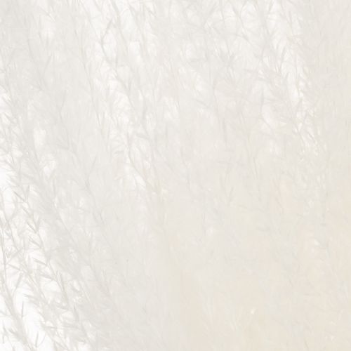 Artikel Trockenblumen Silbergras 70cm Natürliche Dekoration für Innenräume