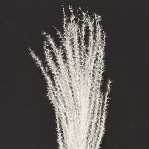 Artikel Trockenblumen Silbergras 70cm Natürliche Dekoration für Innenräume