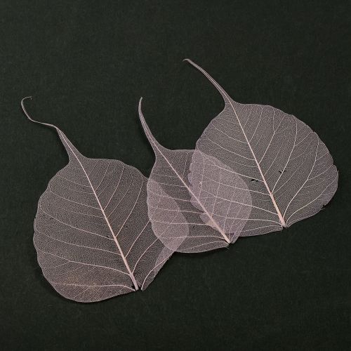 Floristik21 Skelettierte Bodhi-Blätter für kreative Dekorationen