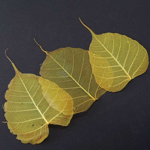 Artikel Skelettierte Bodhi-Blätter für kreative Dekorationen