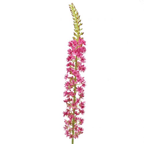 Floristik21 Steppenkerze Wüstenschweif Pink 106cm