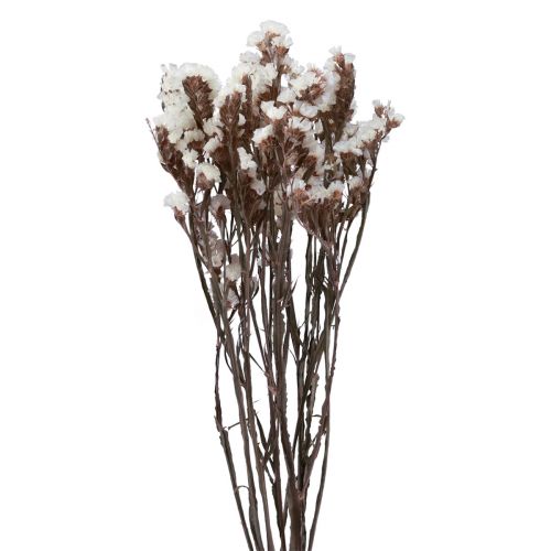 Floristik21 Strandflieder Weiß Limonium Trockenblumen 60cm 35g