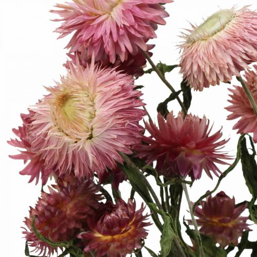 Floristik21 Strohblume Pink getrocknet Helichrysum Trockenblumen Bund 45cm 45g