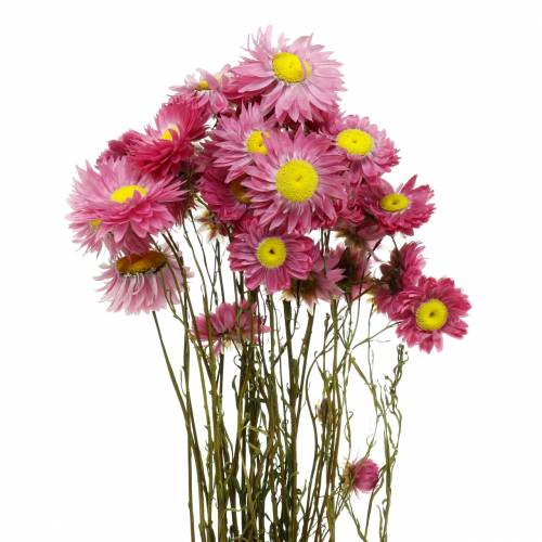 Floristik21 Strohblume im Bund Pink Trockenblumen 25g