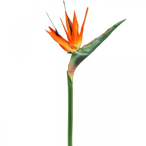 Floristik21 Strelizie reginae Kunstblume Orange Paradiesvogelblume L85cm