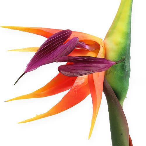Artikel Strelitzie Paradiesvogelblume 62cm